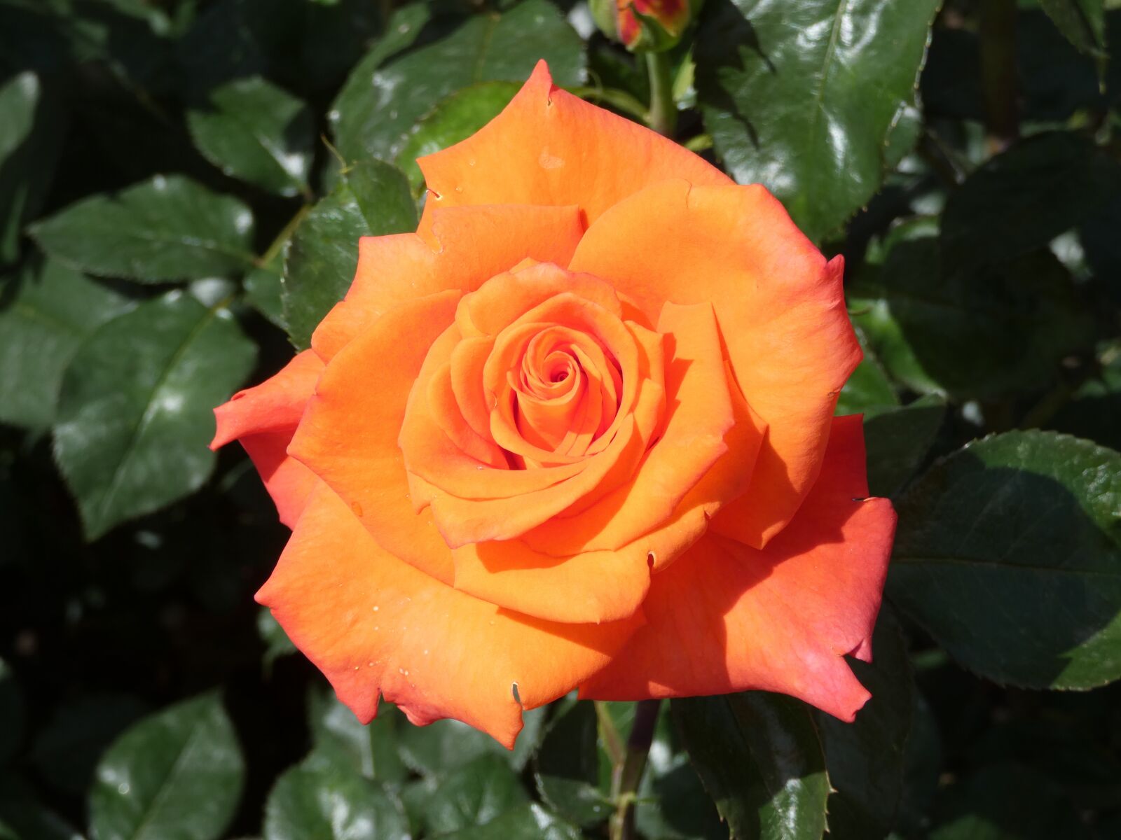 Panasonic Lumix DC-FZ80 (Lumix DC-FZ82) sample photo. Rose, orange, fragrance photography