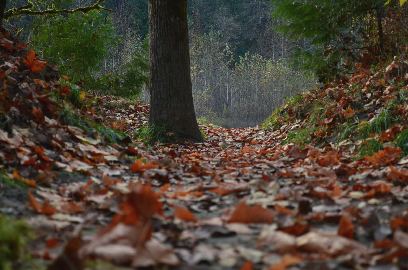 Nikon D5100 sample photo. Leaves, fall, autumn photography
