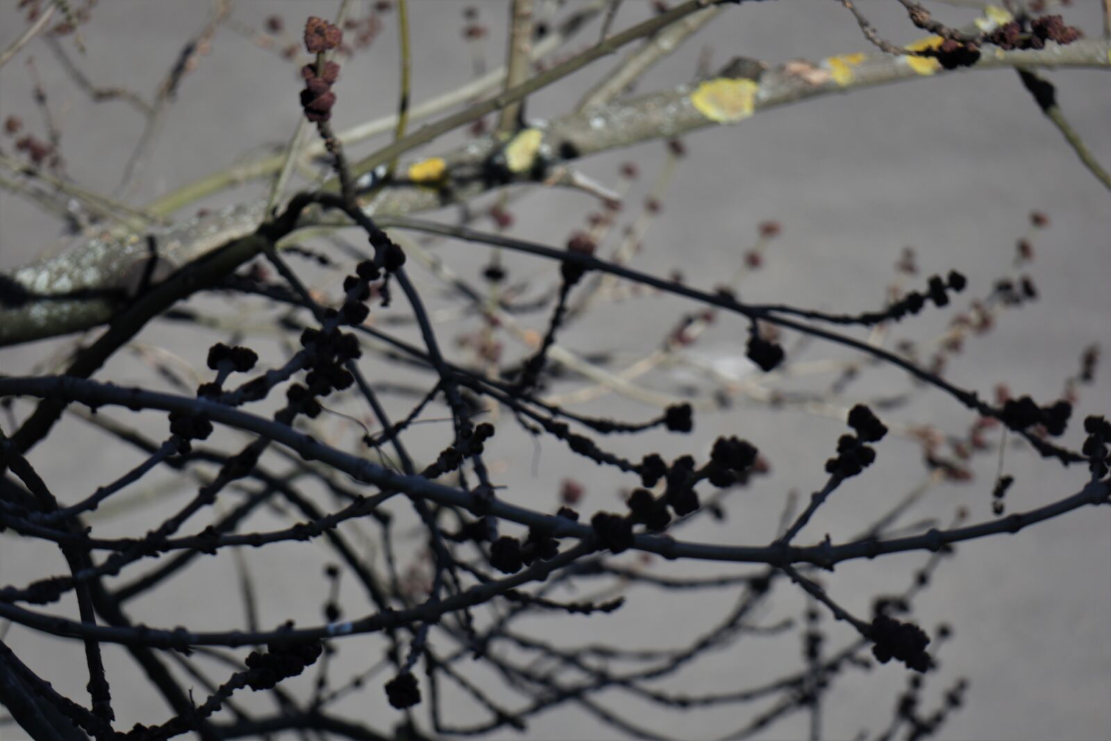 Canon EOS M6 sample photo. Spring, tree, branches photography