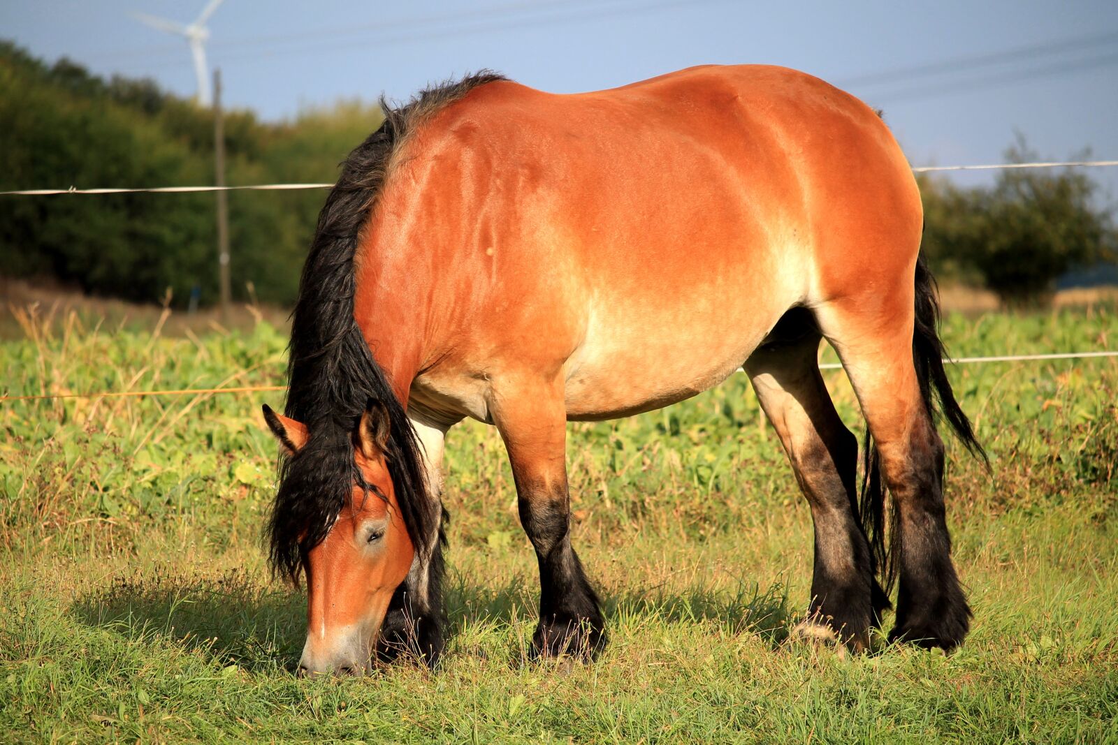 Canon EF-S 55-250mm F4-5.6 IS STM sample photo. Horse, mare, kaltblut photography