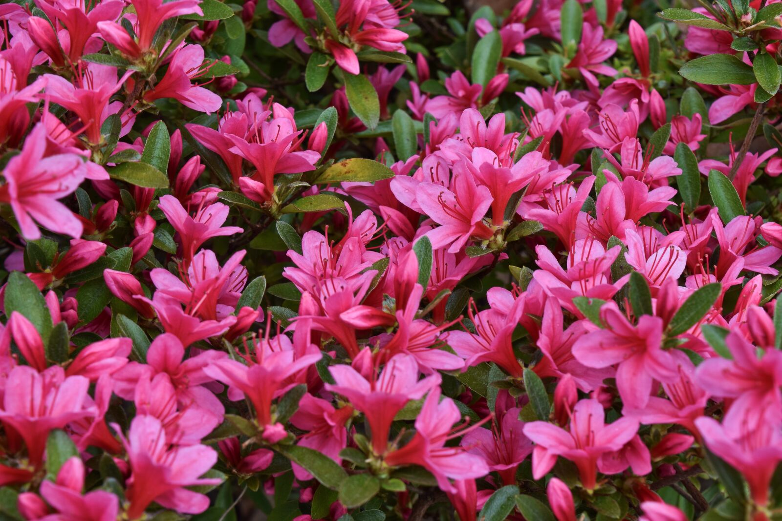 Nikon D3300 sample photo. Flowers, spring, nature photography