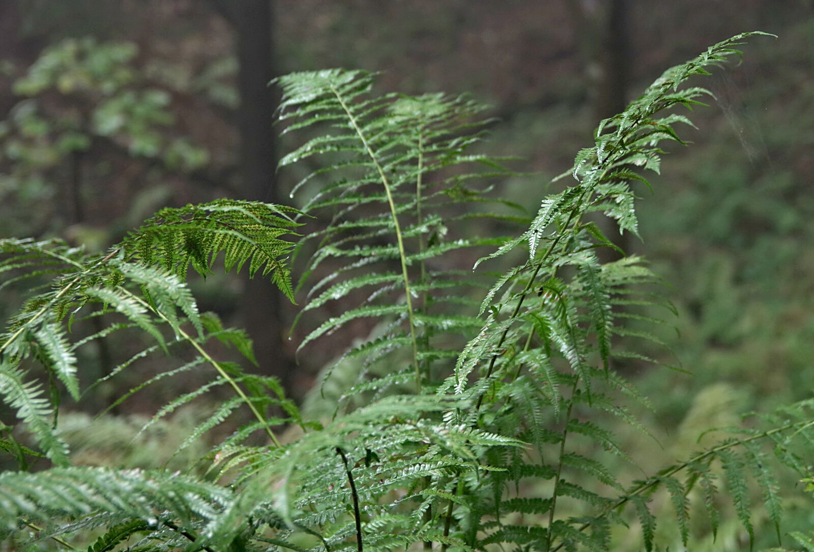 Pentax K-S2 sample photo. Fern, forest, green photography