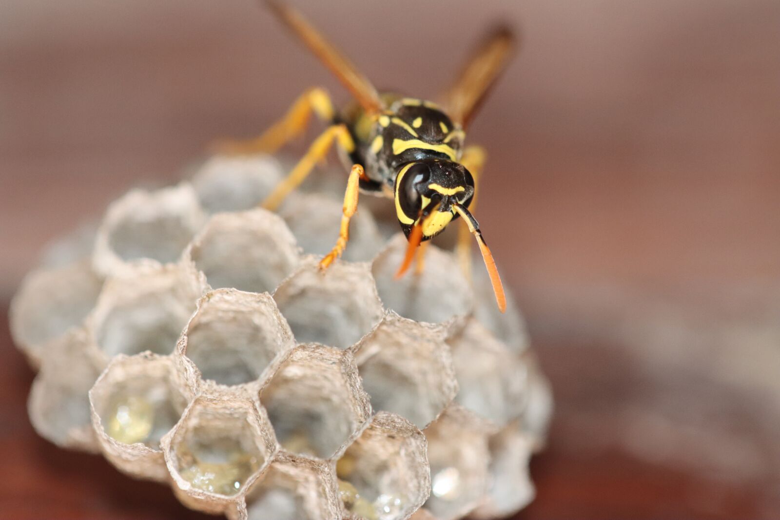 Canon EOS 90D sample photo. Wasp, hornet, insect photography