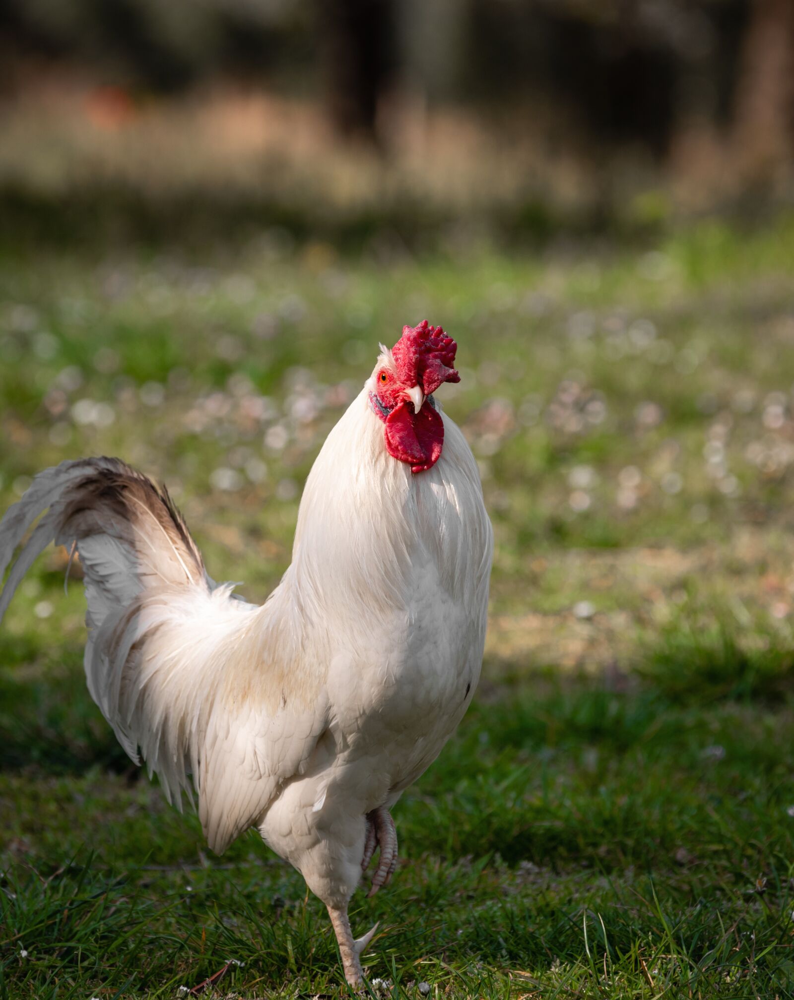 Tamron 70-210mm F4 Di VC USD sample photo. Gallo, hen, chicken photography