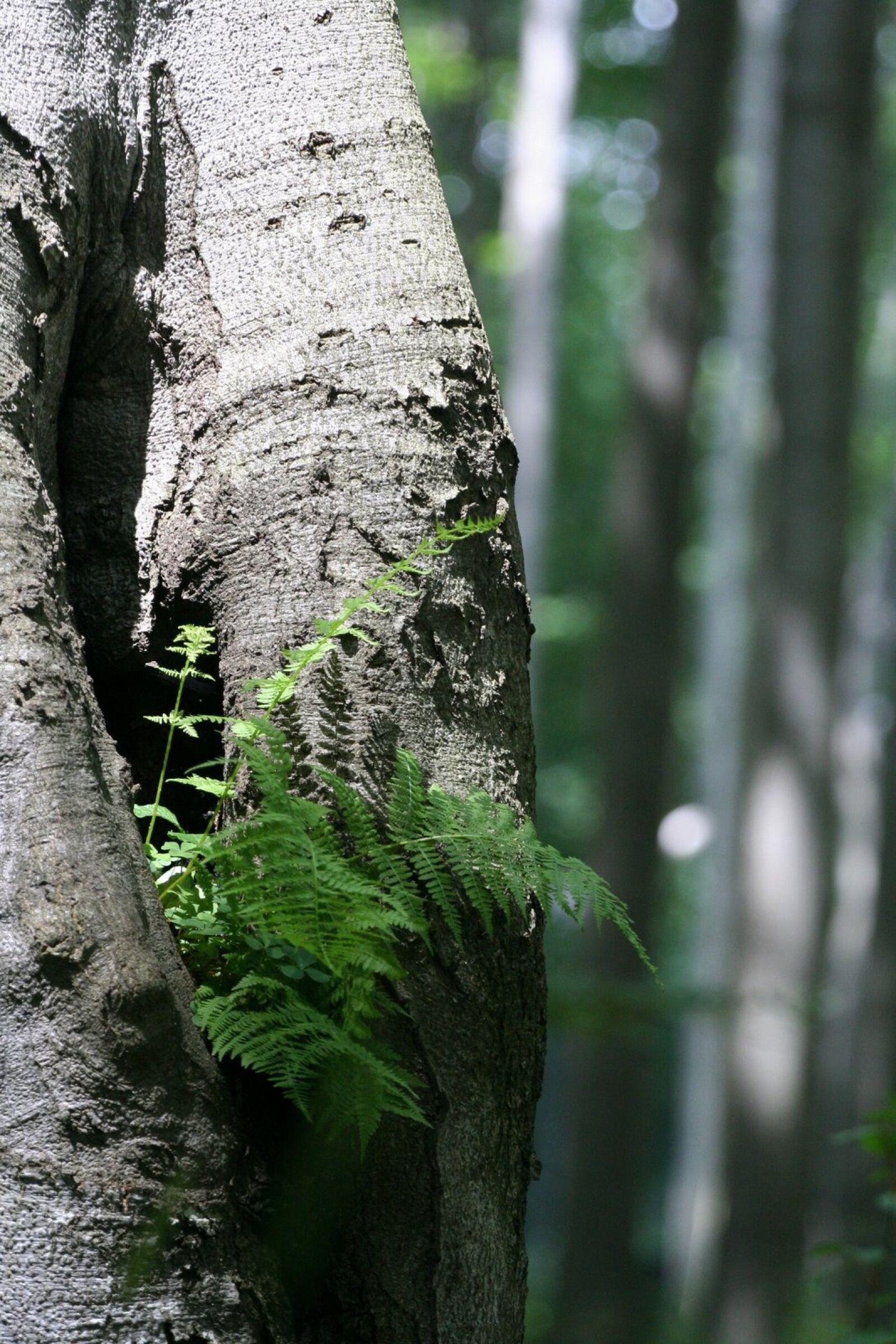 Canon EOS 350D (EOS Digital Rebel XT / EOS Kiss Digital N) sample photo. Fern, wood, green photography