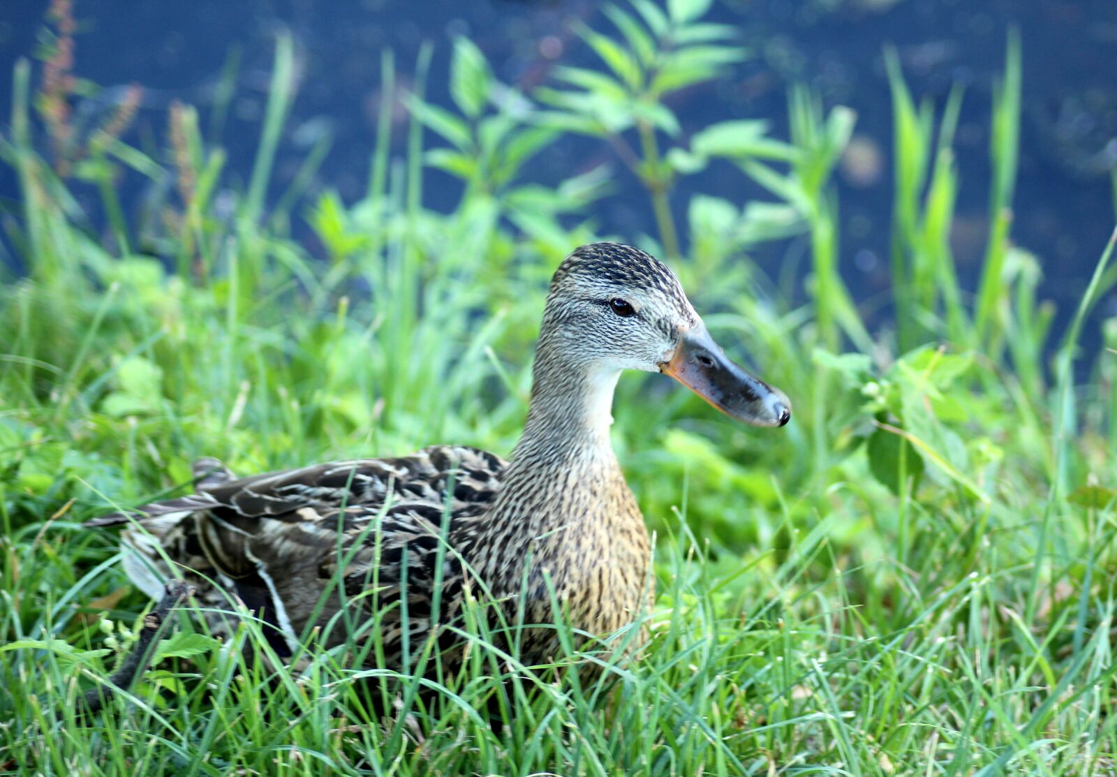 Canon EOS 1200D (EOS Rebel T5 / EOS Kiss X70 / EOS Hi) sample photo. Duck, crossword, wild birds photography