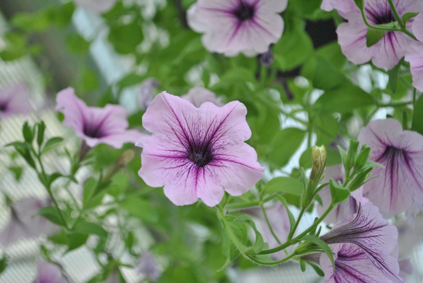 Nikon D3000 sample photo. See flowers, flowering, nature photography