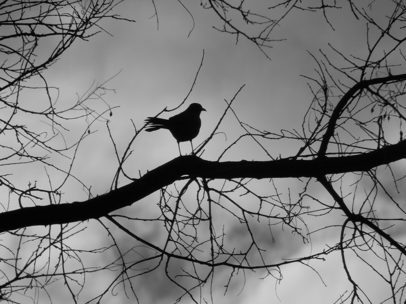 Nikon Coolpix L810 sample photo. Winter, tree, birds photography