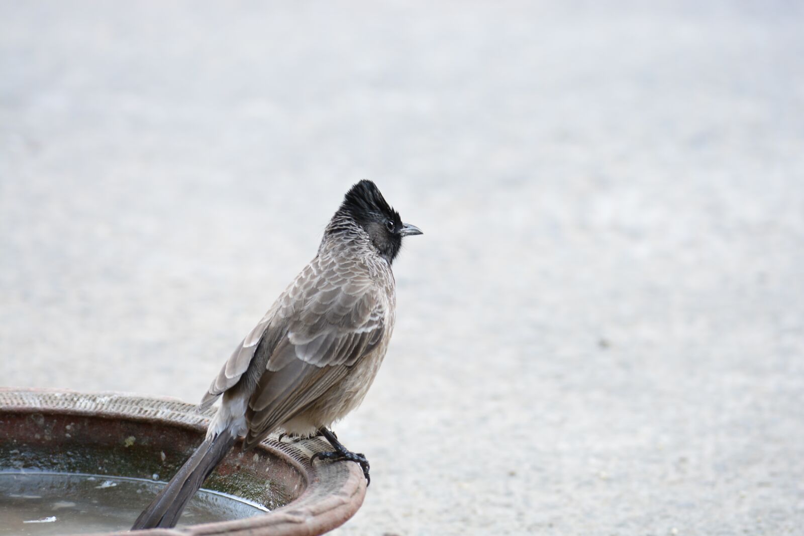 Nikon D5200 sample photo. Sparrow, bird, wildlife photography