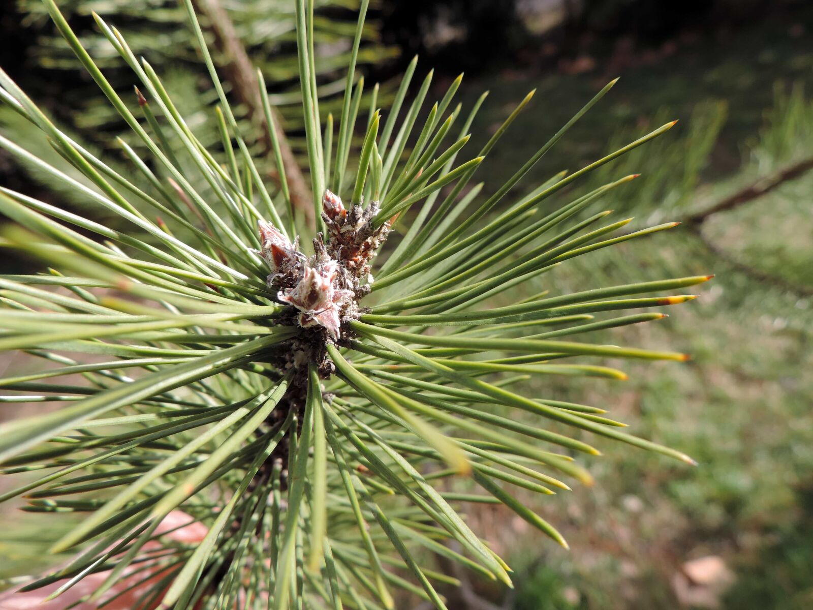 Nikon Coolpix P520 sample photo. Conifer, detail, green leaf photography