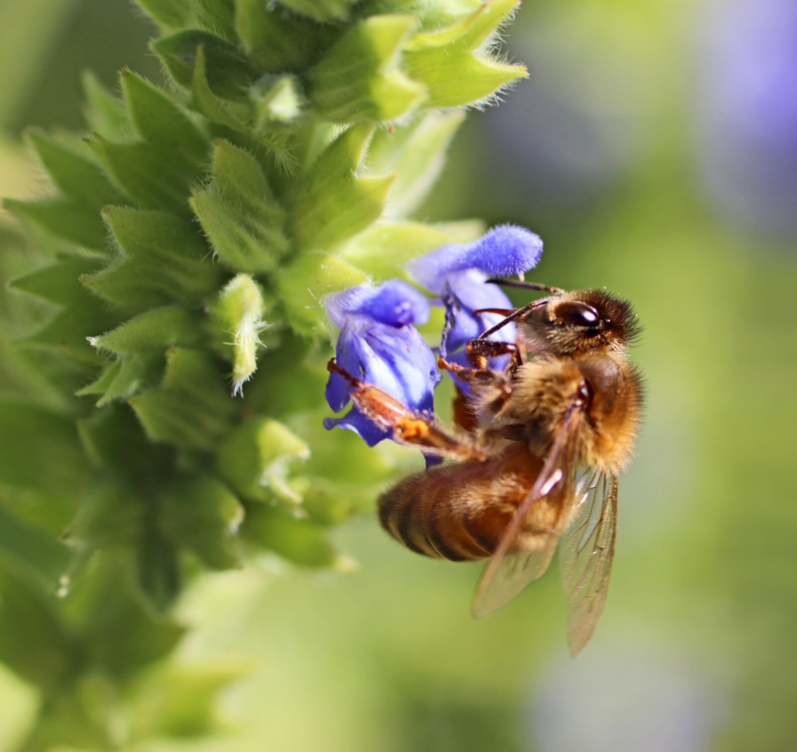 Tamron SP 90mm F2.8 Di VC USD 1:1 Macro sample photo. Bee, insect, flower photography