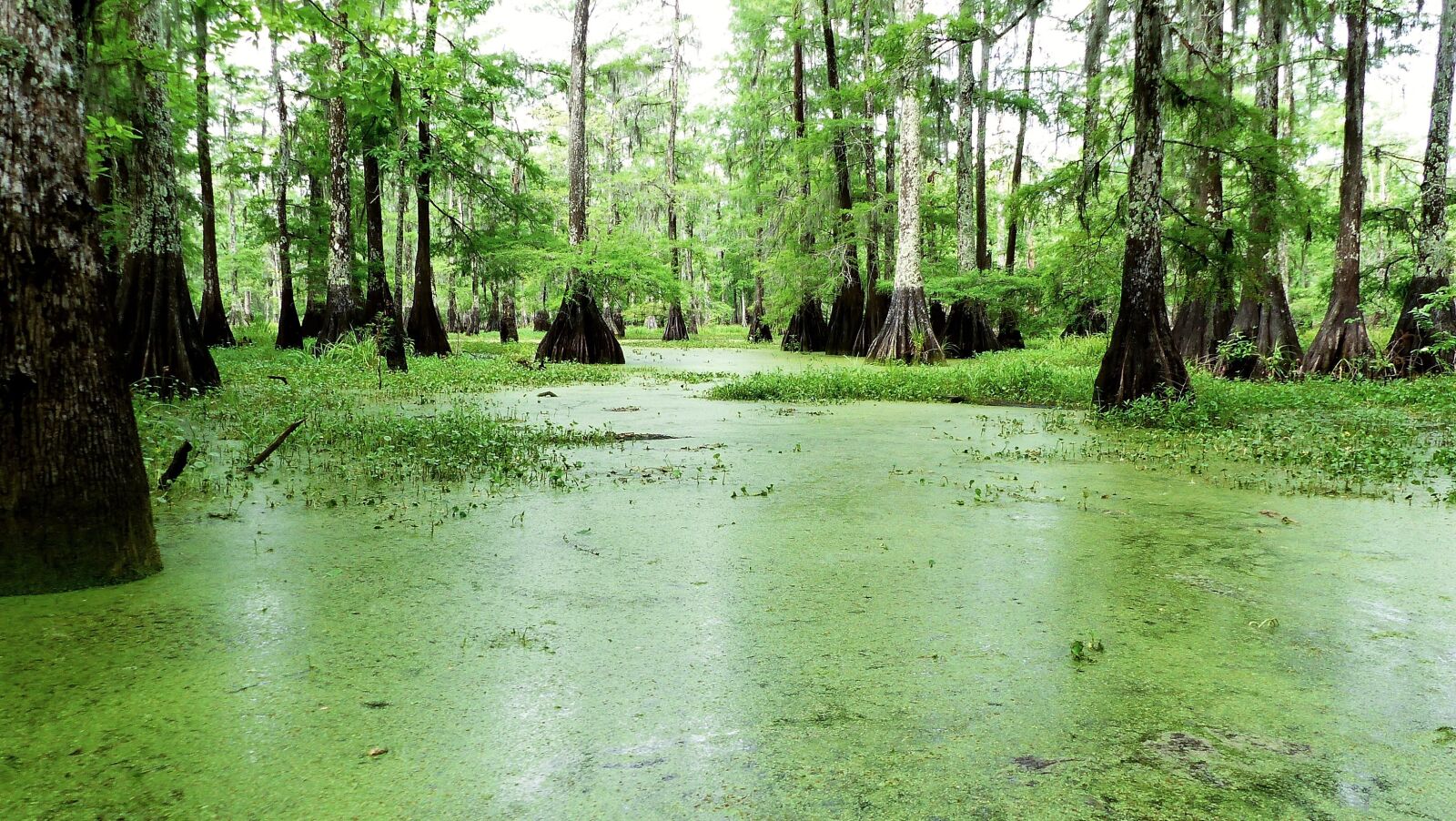 Panasonic Lumix DMC-FZ200 sample photo. Lake, bayou, louisiana photography