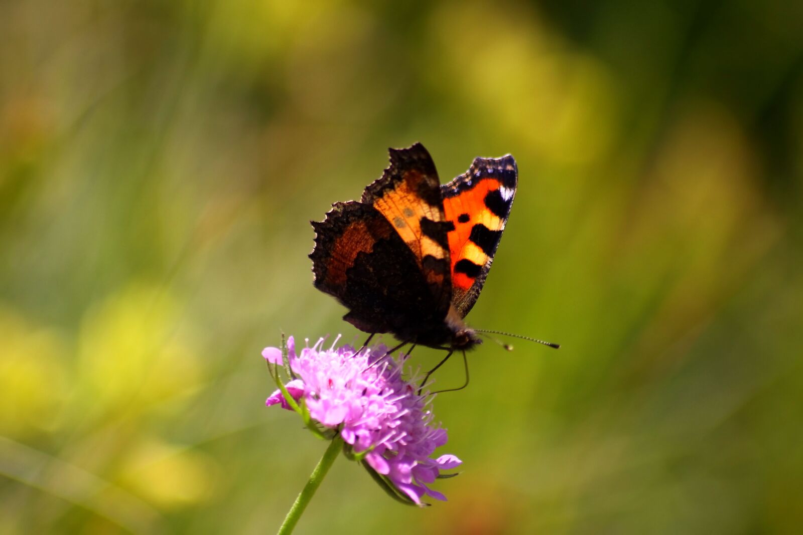Canon EOS 50D sample photo. Butterfly, flower, nature photography