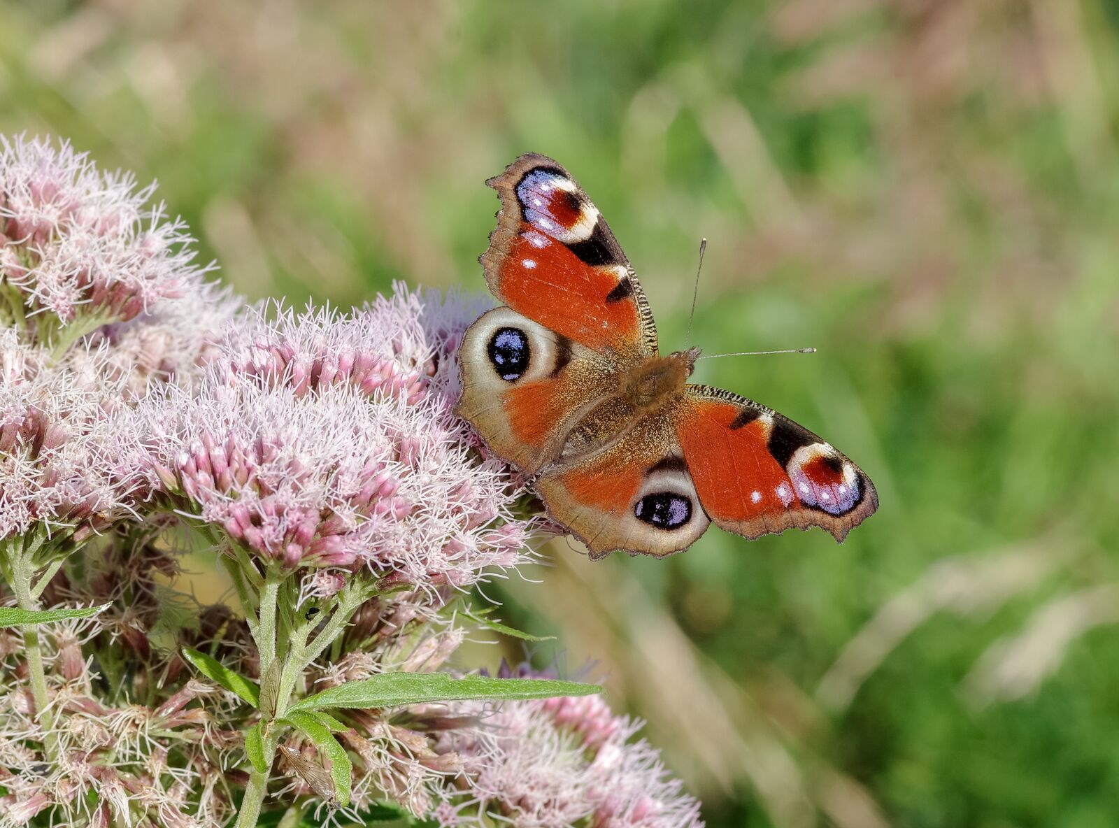 Pentax smc D-FA 100mm F2.8 Macro WR sample photo. Butterfly, painted peacock, red photography