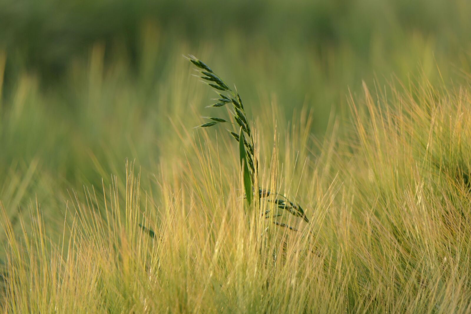 Panasonic Lumix DMC-FZ2500 (Lumix DMC-FZ2000) sample photo. Cornfield, plant, background photography