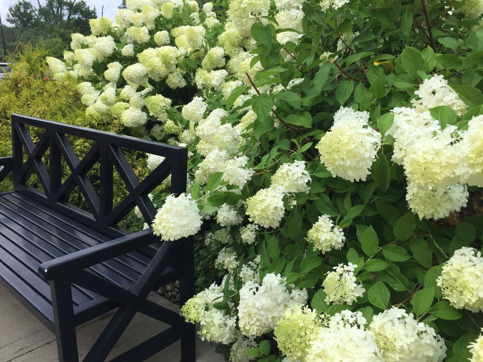 Apple iPhone 6 sample photo. Hydrangea, bench, flower photography