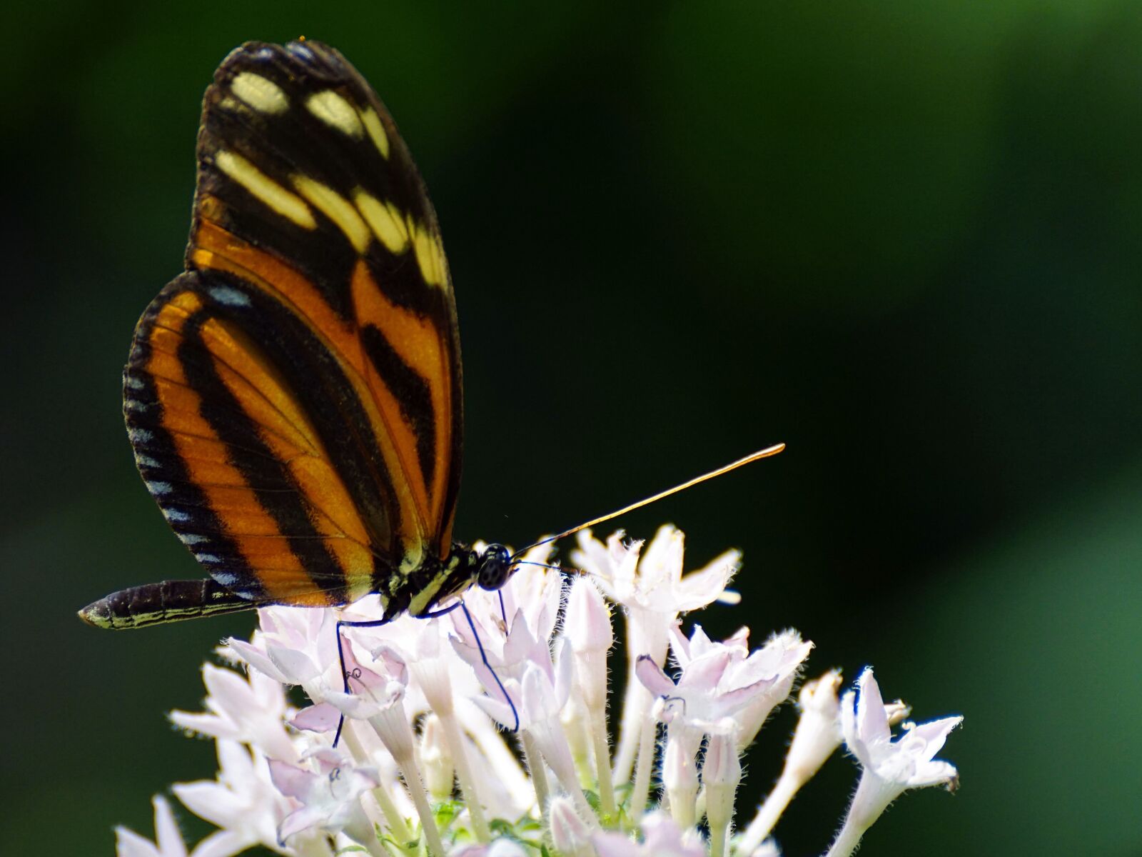 Sony DT 55-300mm F4.5-5.6 SAM sample photo. Butterfly, exotic, insect photography