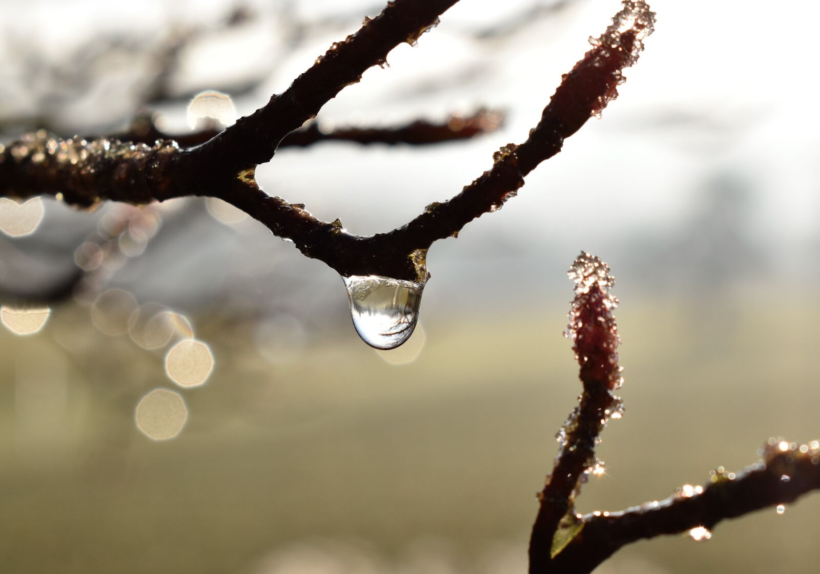 Nikon D5500 sample photo. Drip, dew, dewdrop photography
