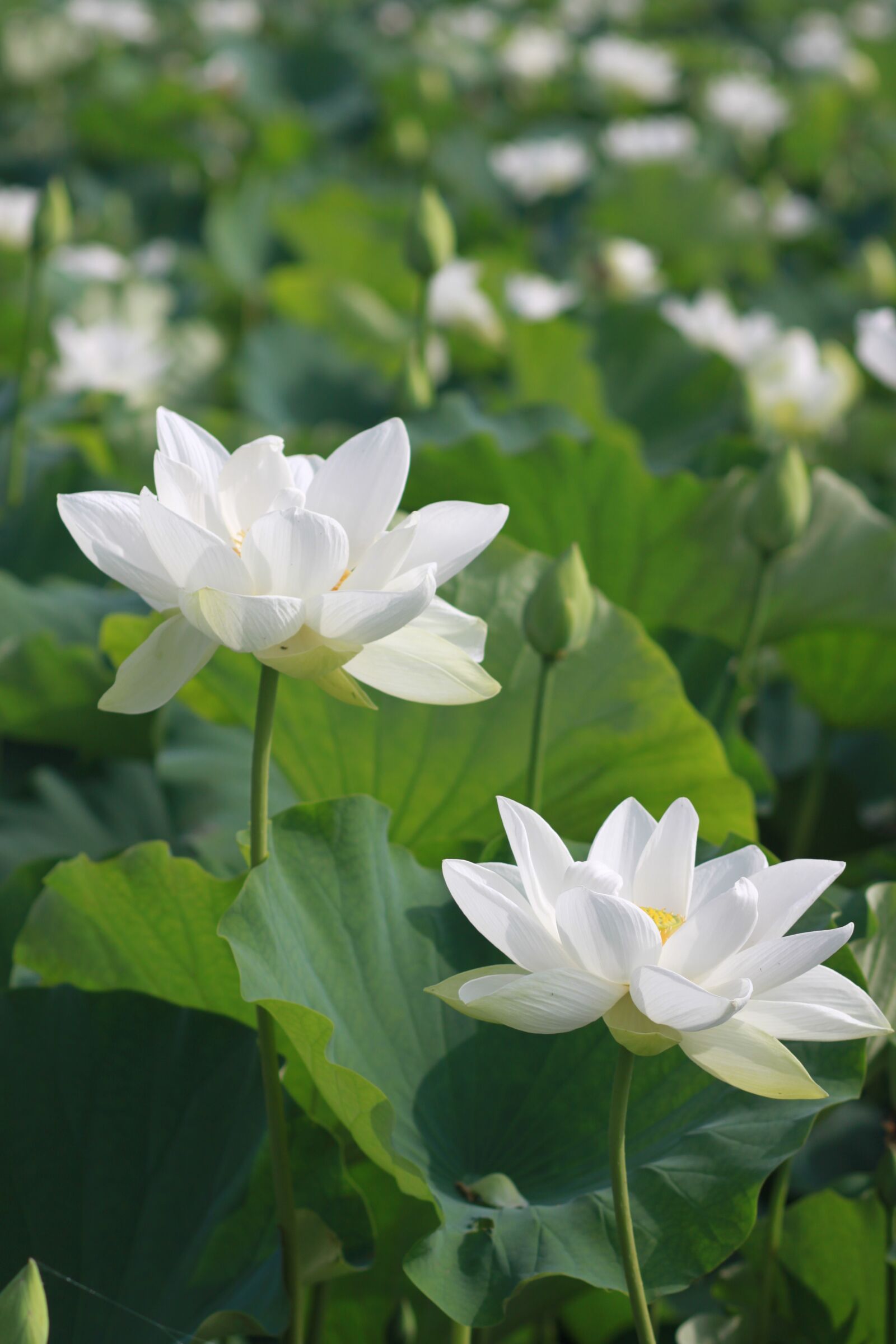 Canon EOS 500D (EOS Rebel T1i / EOS Kiss X3) sample photo. Kite, lotus, nature photography