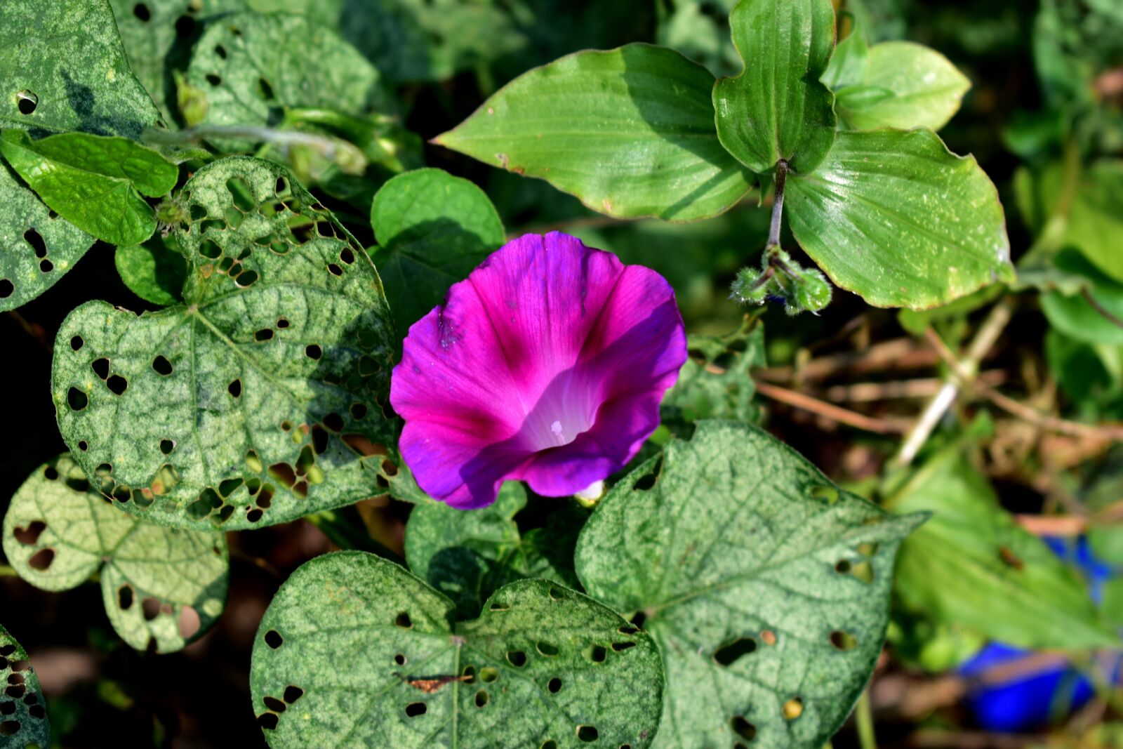 Nikon D5600 sample photo. Carolina, flower, plant photography