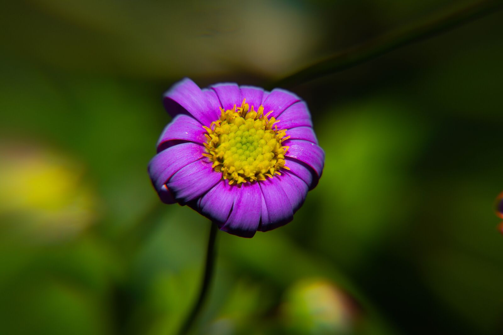 Nikon D850 sample photo. Spring, pollen, yellow photography