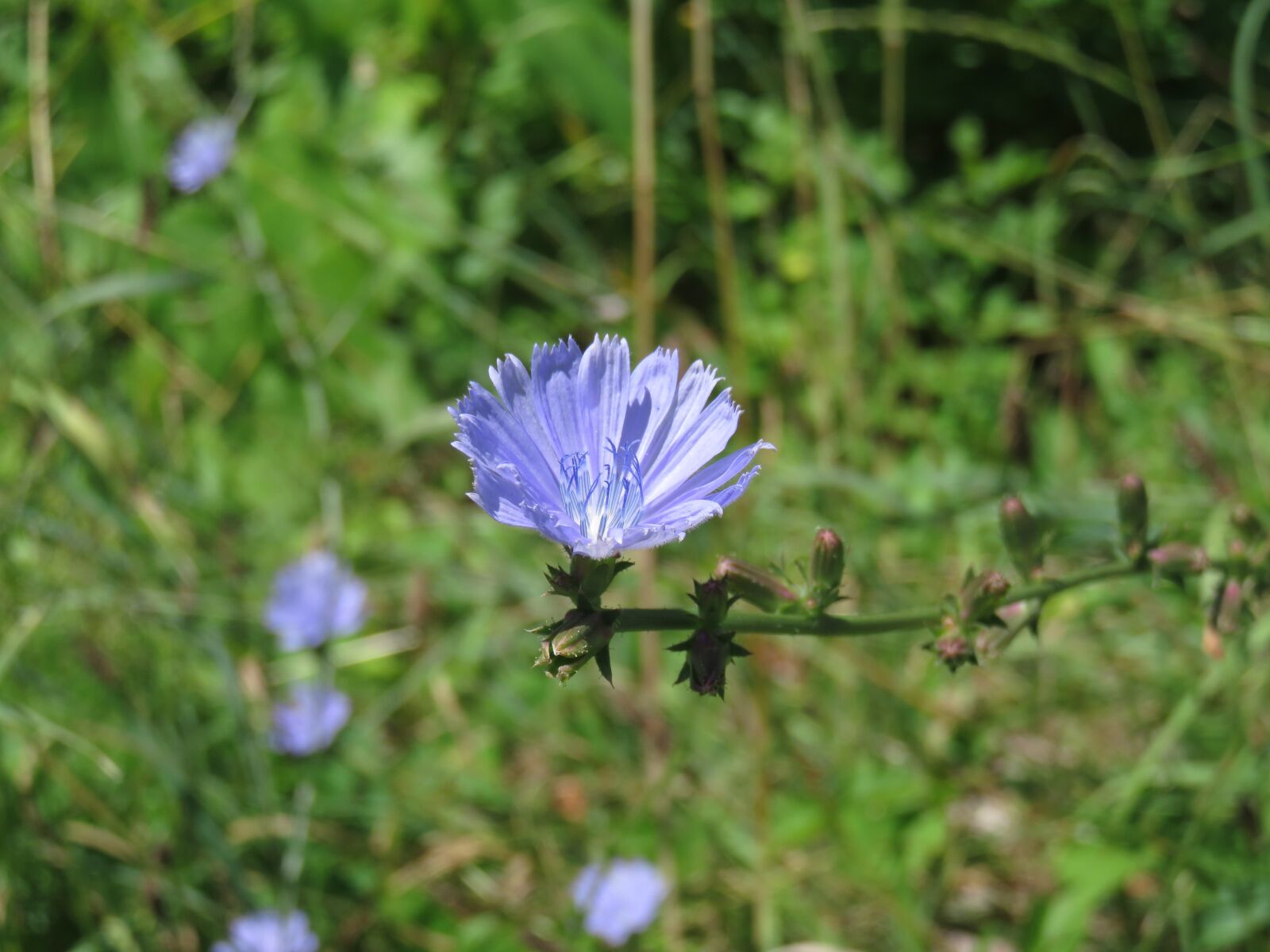Canon PowerShot SX710 HS sample photo. Blue, cornflower, grass photography
