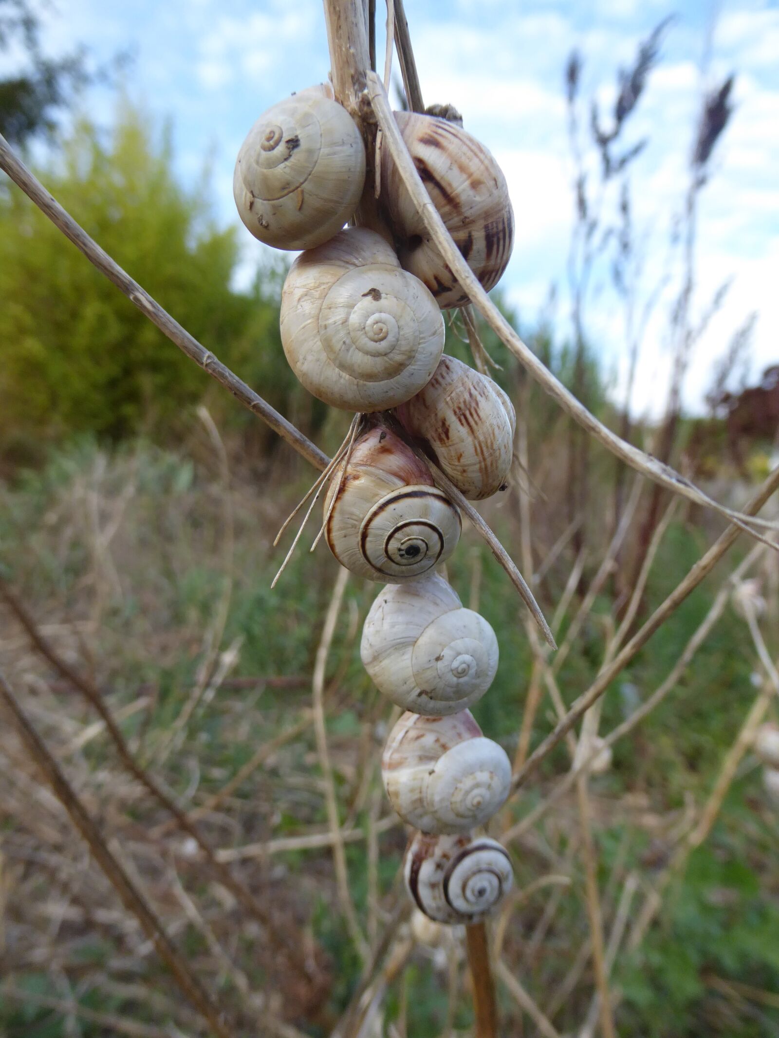 Panasonic Lumix DMC-ZS50 (Lumix DMC-TZ70) sample photo. Snails, snail shells, nature photography