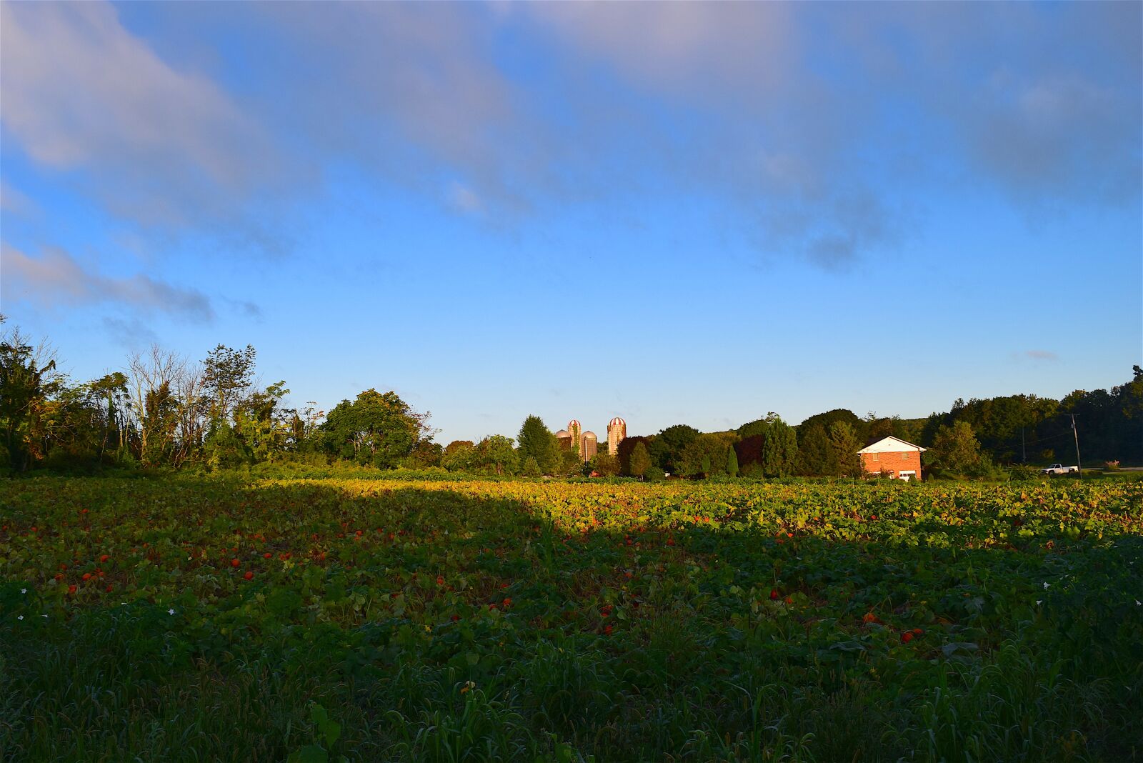 Nikon D3300 sample photo. Field, sunrise, green photography