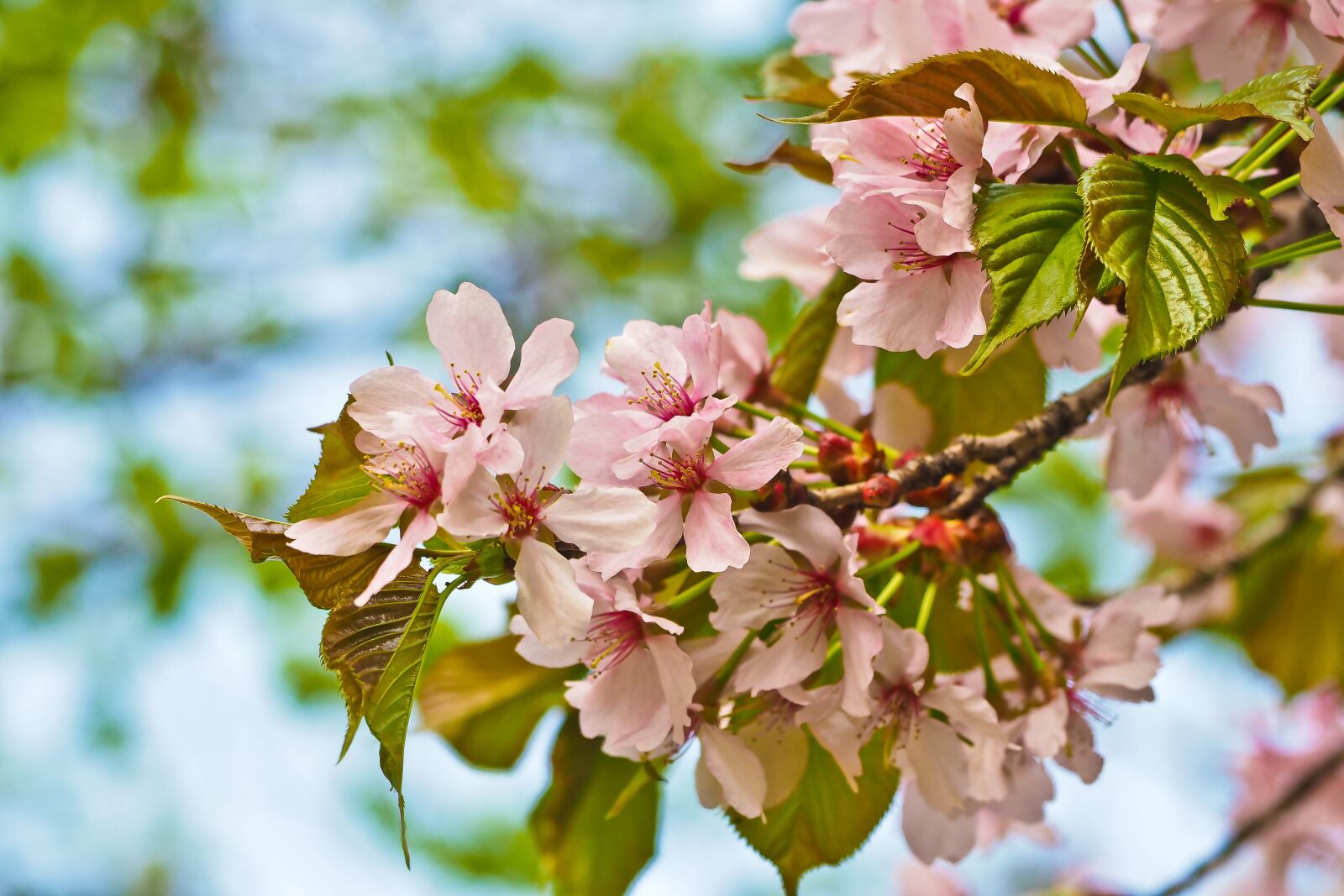 Olympus OM-D E-M10 sample photo. Flower, nature, tree photography