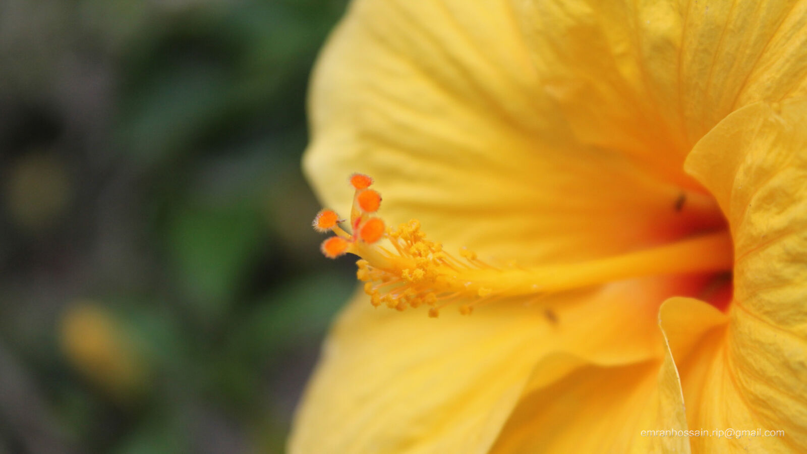Canon EOS 1100D (EOS Rebel T3 / EOS Kiss X50) sample photo. Nature, nice, wallpaper photography