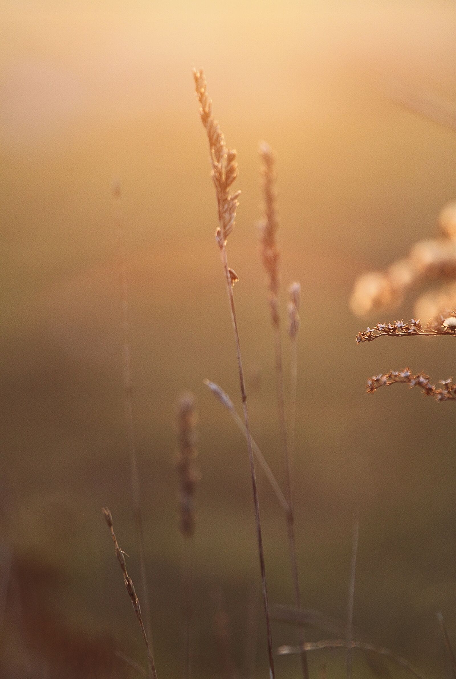 Canon EOS 500D (EOS Rebel T1i / EOS Kiss X3) sample photo. Grass, march, nature photography
