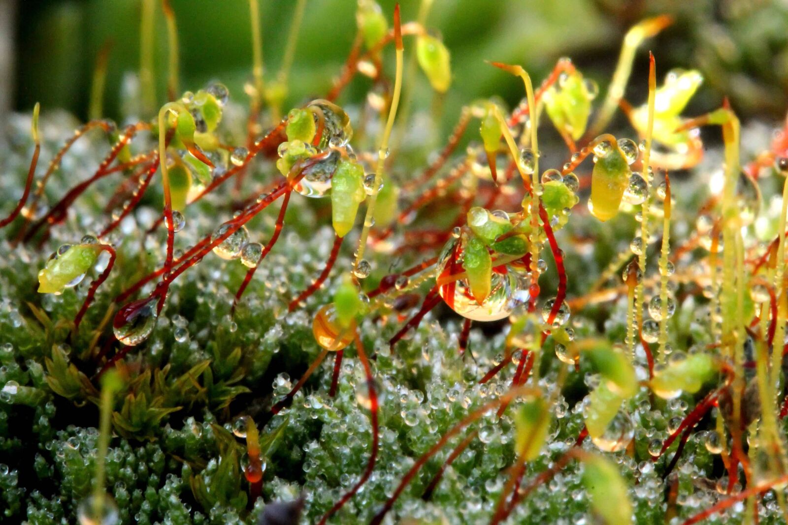 Canon EOS 1100D (EOS Rebel T3 / EOS Kiss X50) sample photo. Dew, flora, garden, moss photography