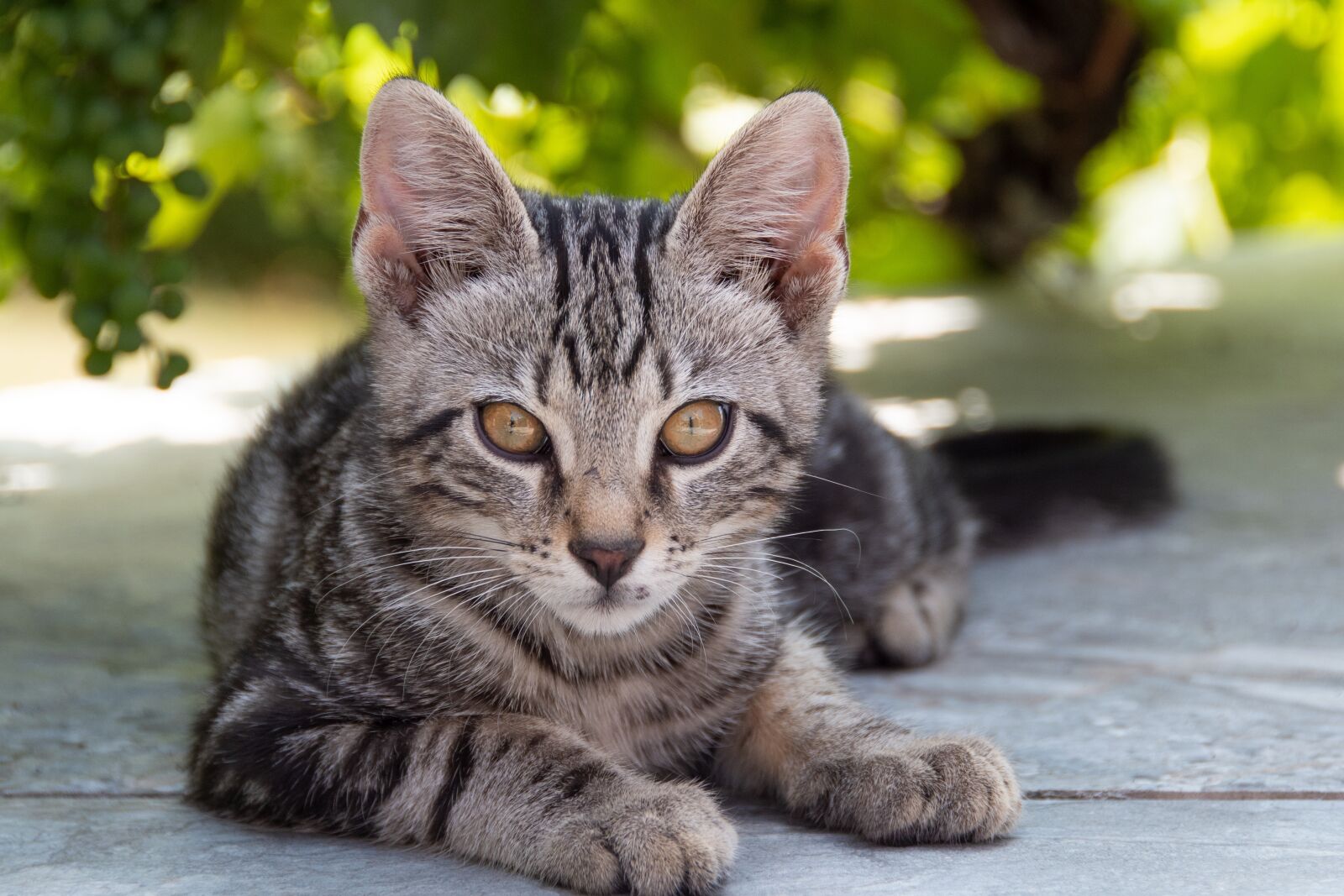 Nikon D500 sample photo. Cat, animal, mammal photography