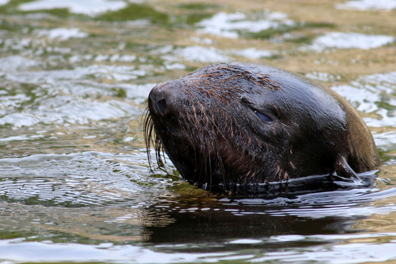 Canon EOS 600D (Rebel EOS T3i / EOS Kiss X5) sample photo. Seal, water, swim photography