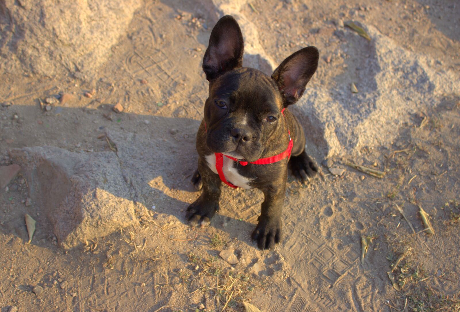 Canon EOS 600D (Rebel EOS T3i / EOS Kiss X5) sample photo. Bulldog, french bulldog, animal photography