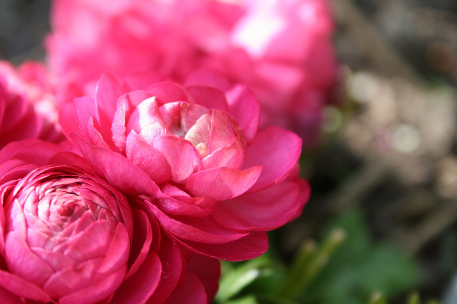Canon EOS 350D (EOS Digital Rebel XT / EOS Kiss Digital N) sample photo. Buttercup, asiatic, flower photography
