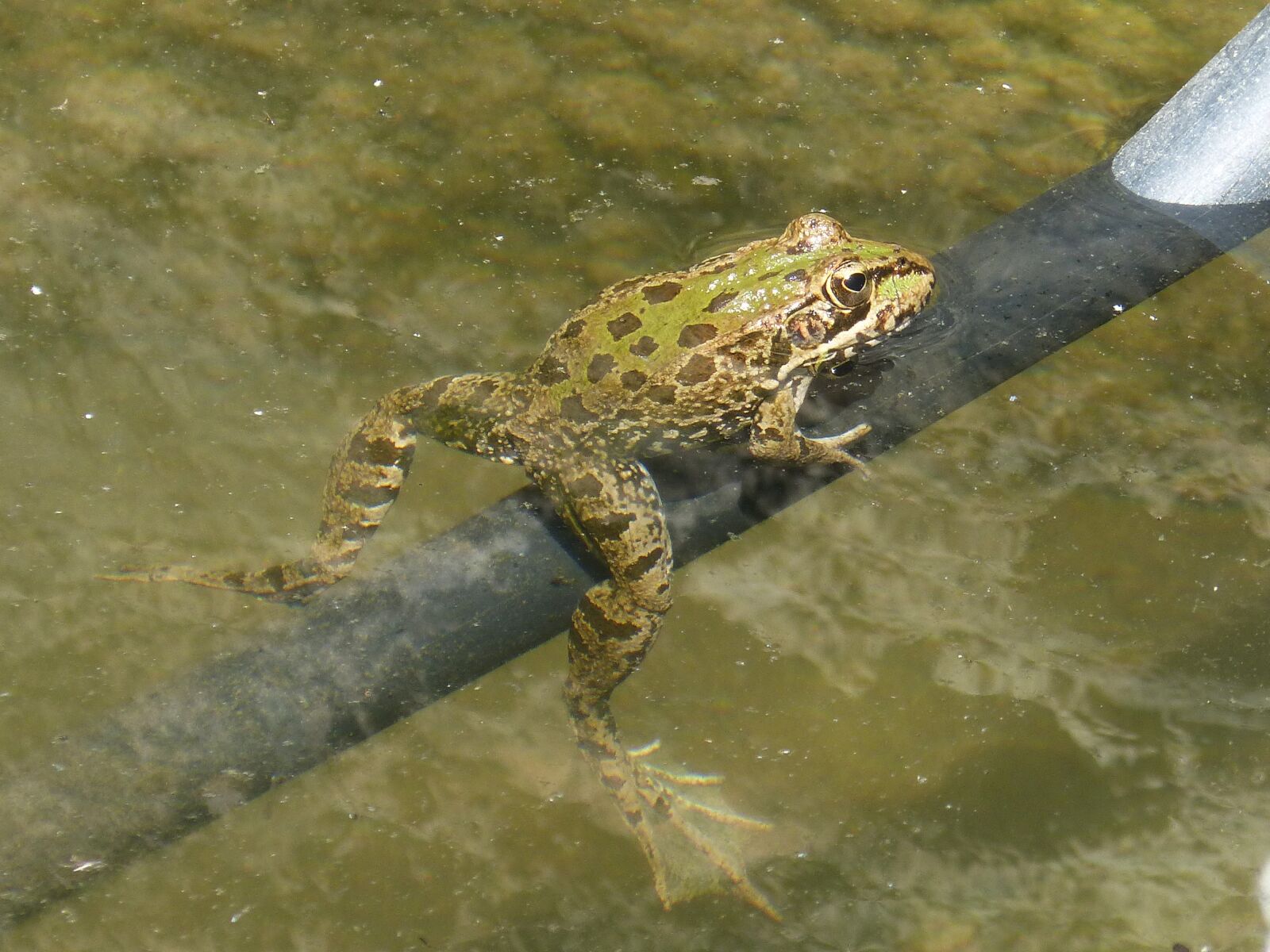 Panasonic DMC-FZ62 sample photo. Frog, raft, irrigation photography