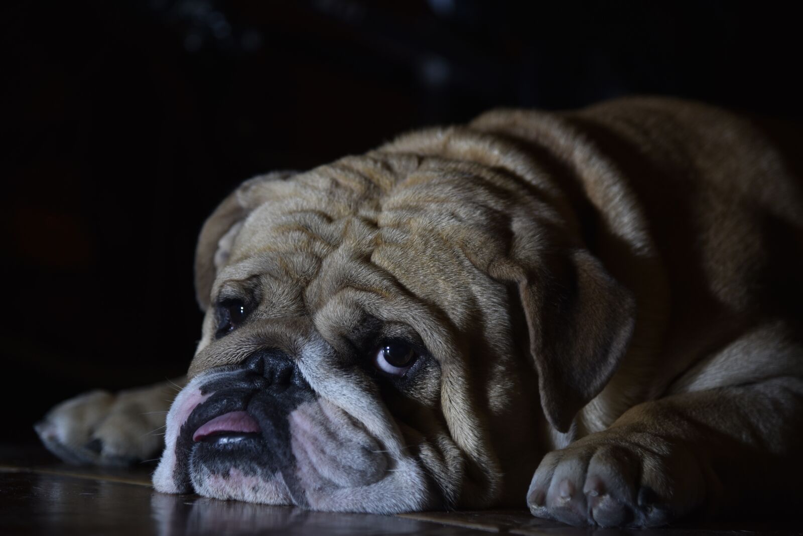 Nikon D750 sample photo. English bulldog, dog, pet photography