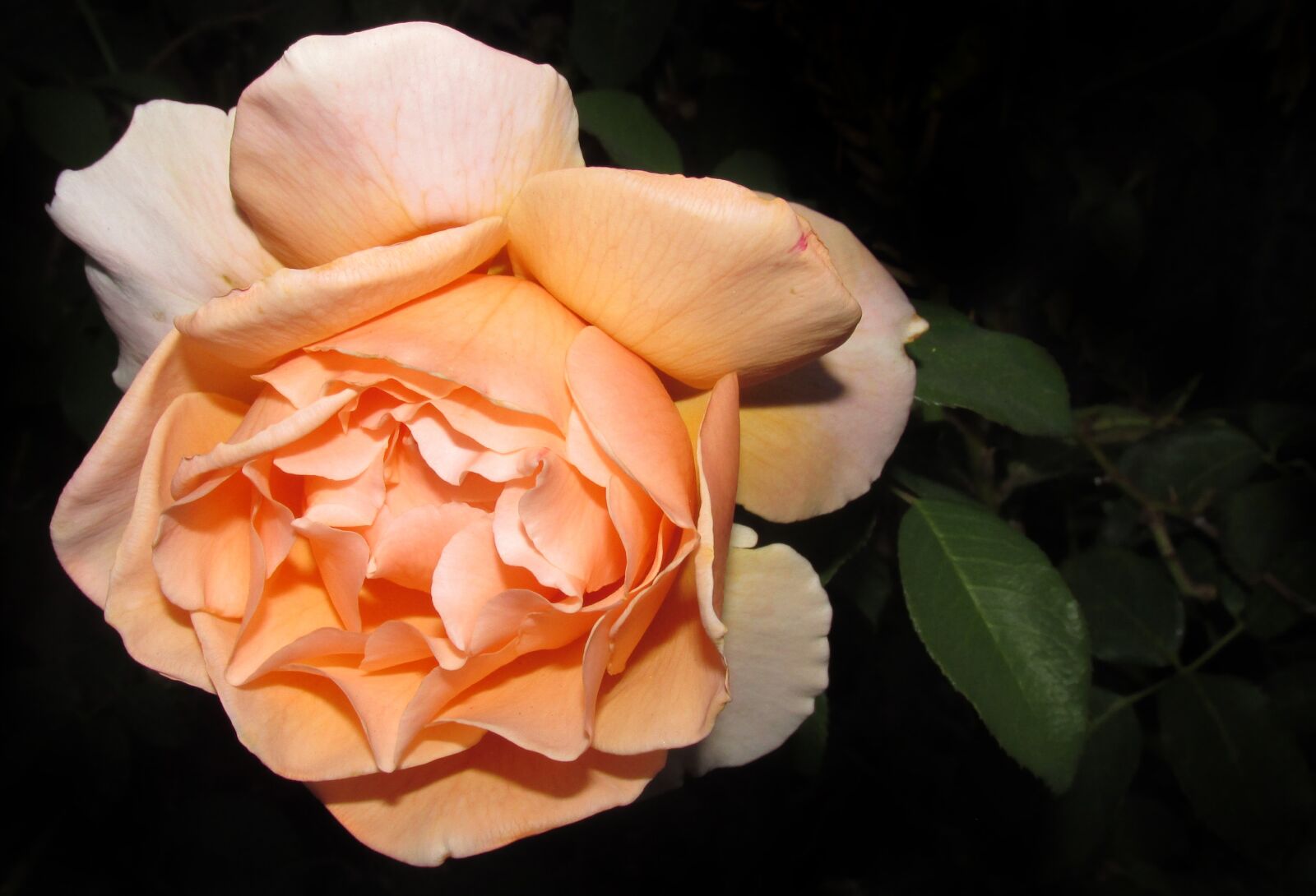 Canon PowerShot SX170 IS sample photo. Flower, rose, nature photography