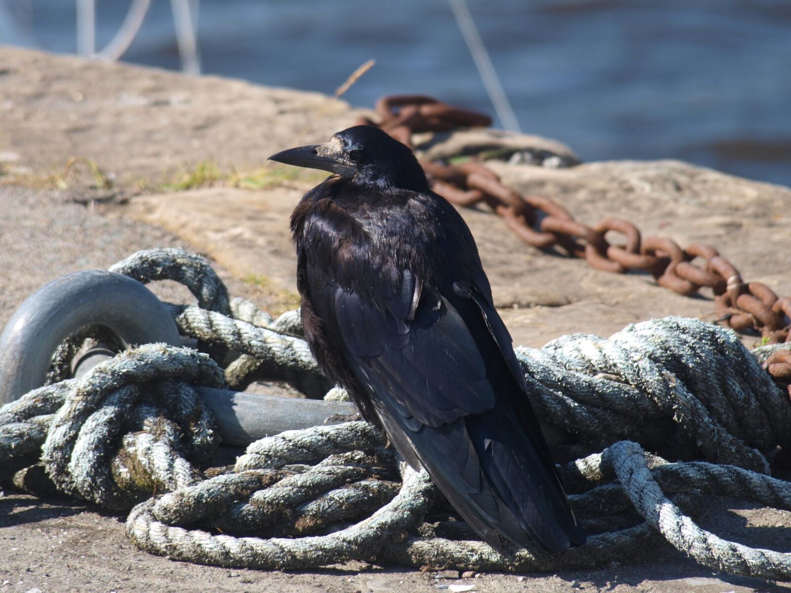 Olympus E-420 (EVOLT E-420) sample photo. Bird, port, feather photography