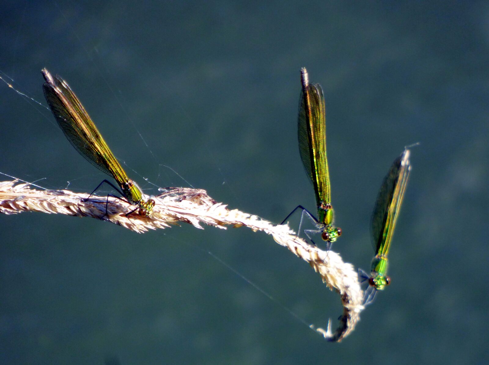 Panasonic DMC-FZ72 sample photo. Dragonflies, greens, insects photography