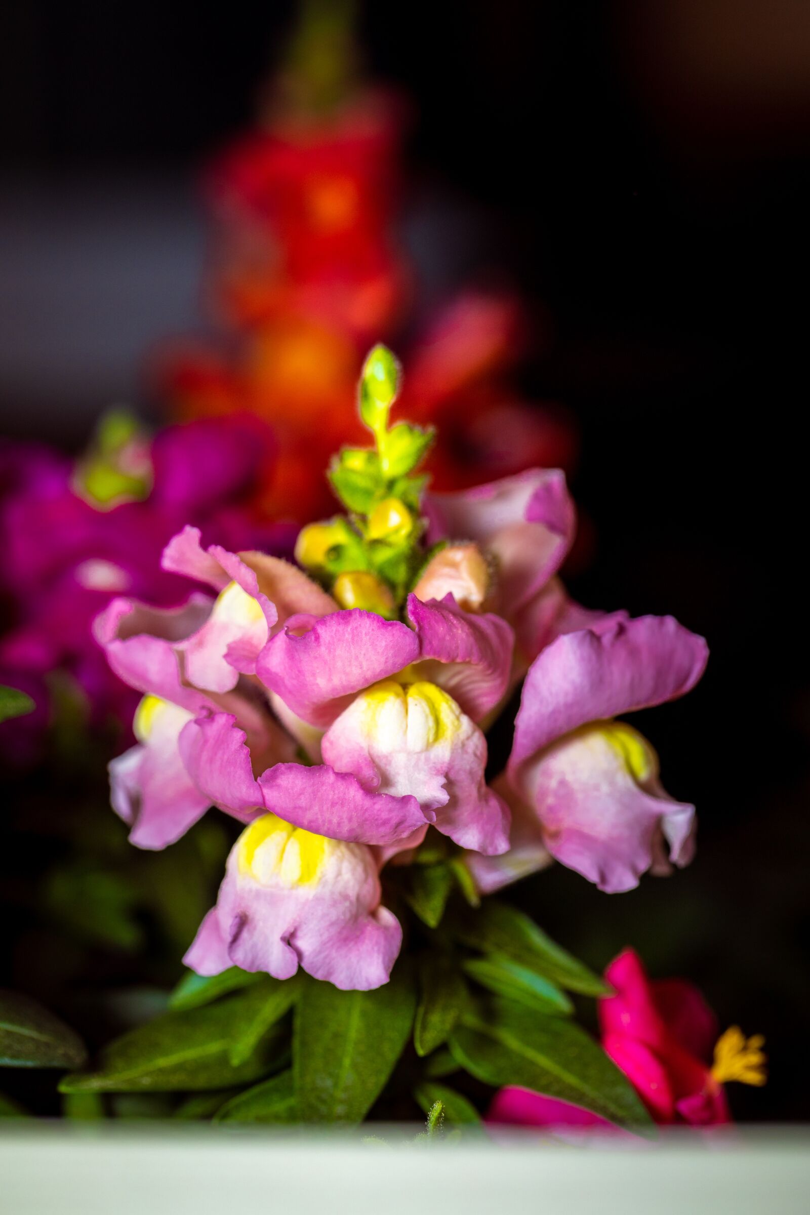 Canon EOS 5D Mark IV + Canon EF 100mm F2.8L Macro IS USM sample photo. Flowers, colors, blooming photography