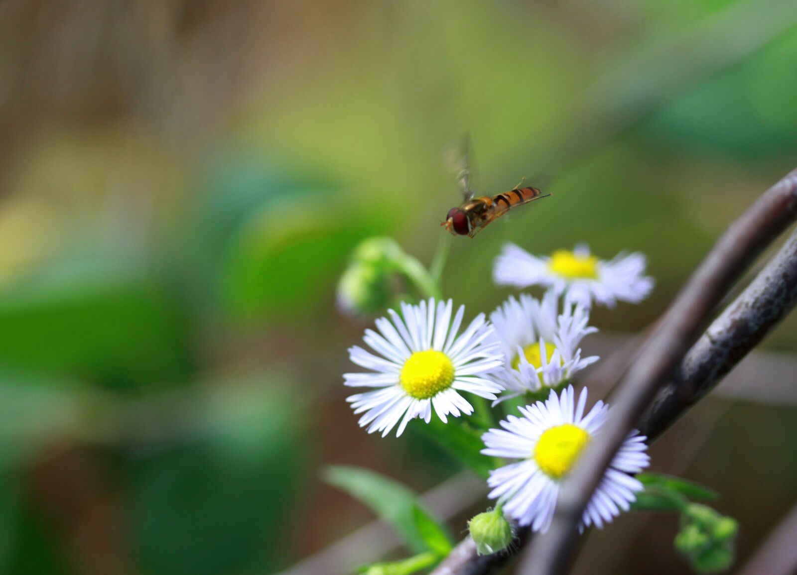 Canon EF-S 60mm F2.8 Macro USM sample photo. Bee, flight, insecta photography