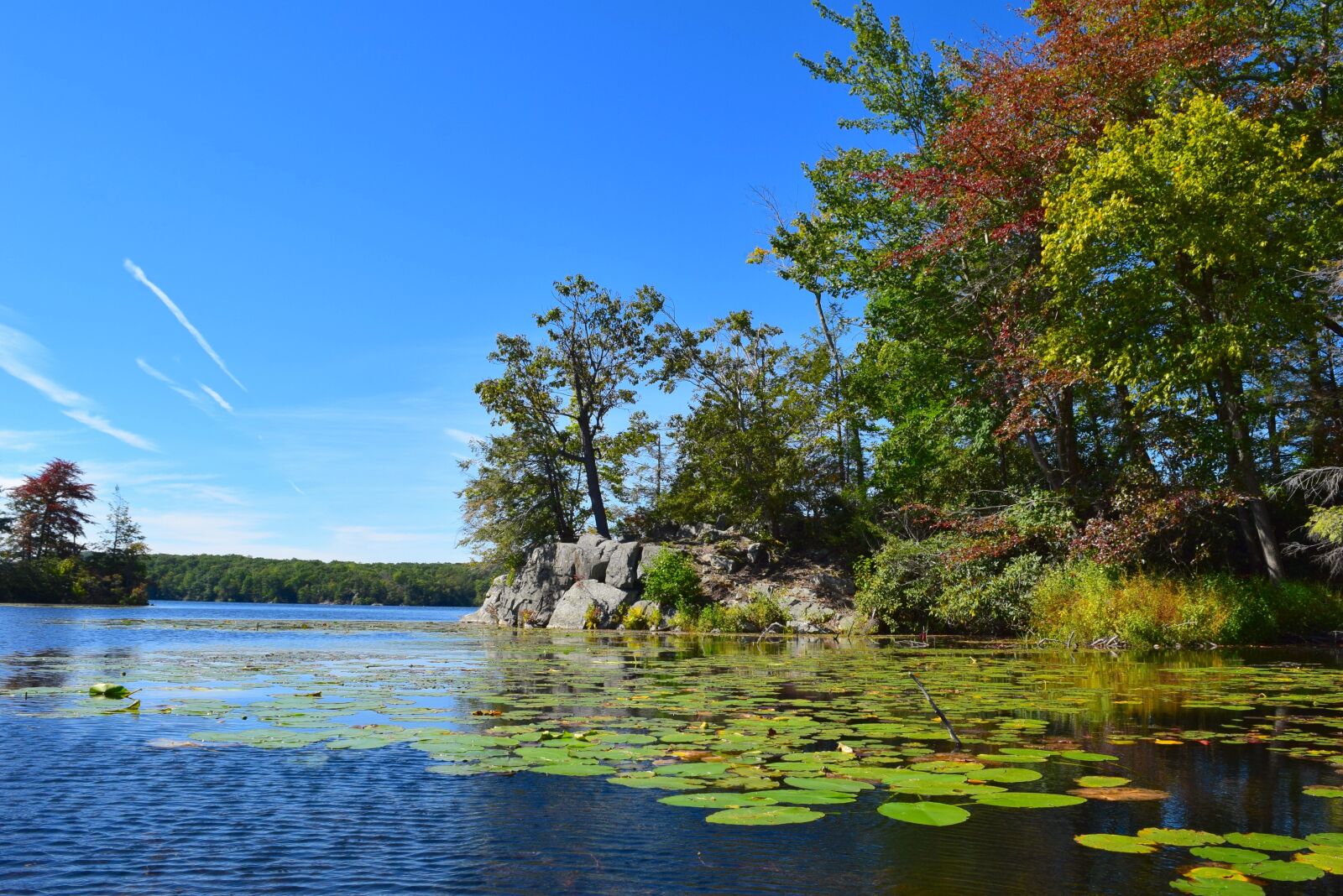 Nikon D3300 sample photo. Lake, trees, lily pads photography