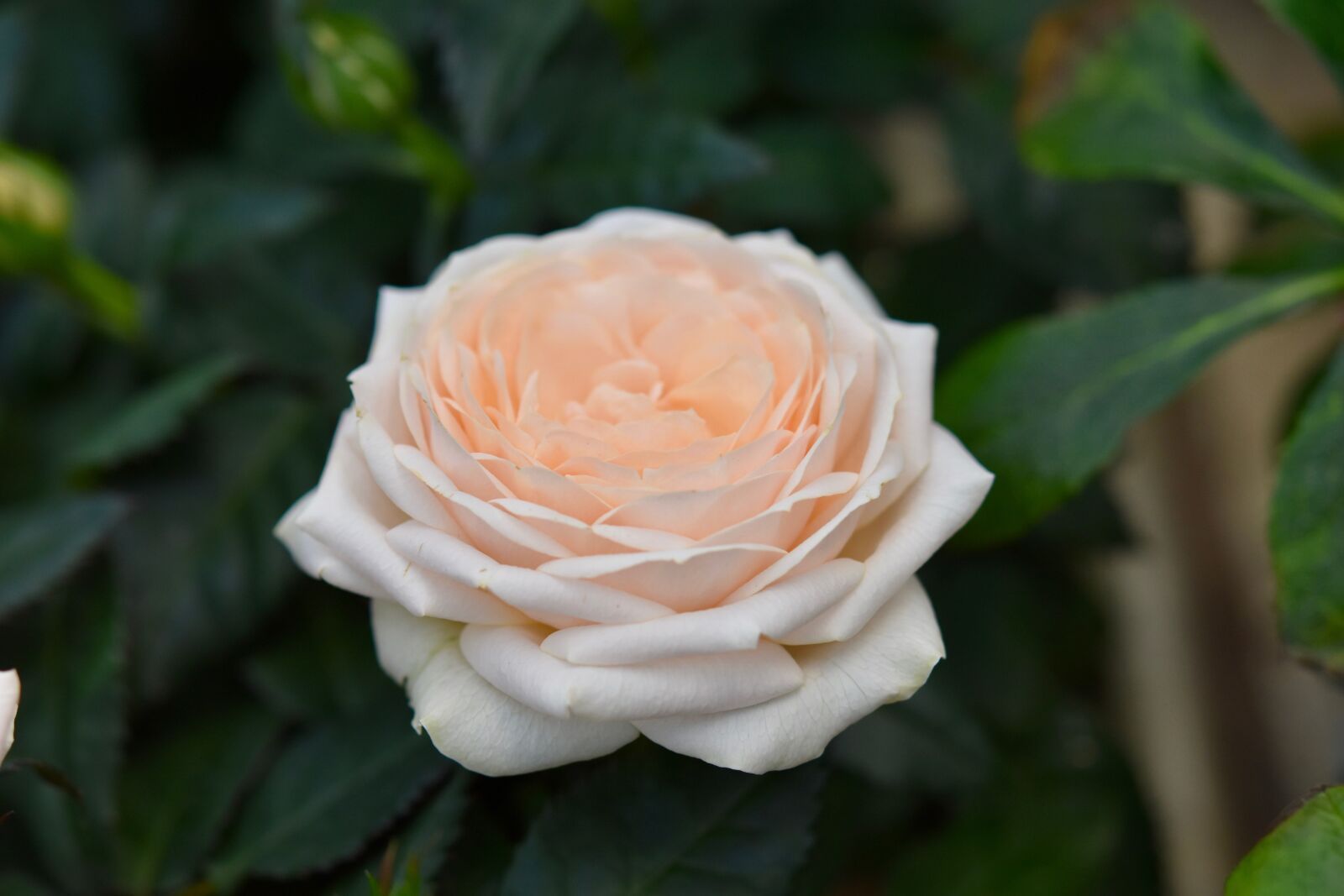 Nikon D5600 sample photo. Pink, flower rose, rosebush photography