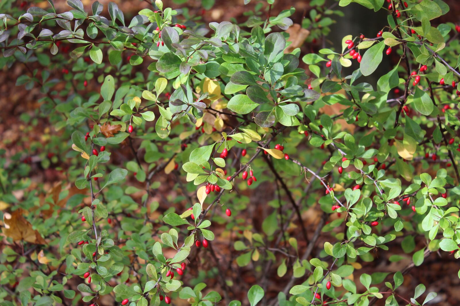 Canon EOS 1300D (EOS Rebel T6 / EOS Kiss X80) sample photo. Autumn, bush, berries photography