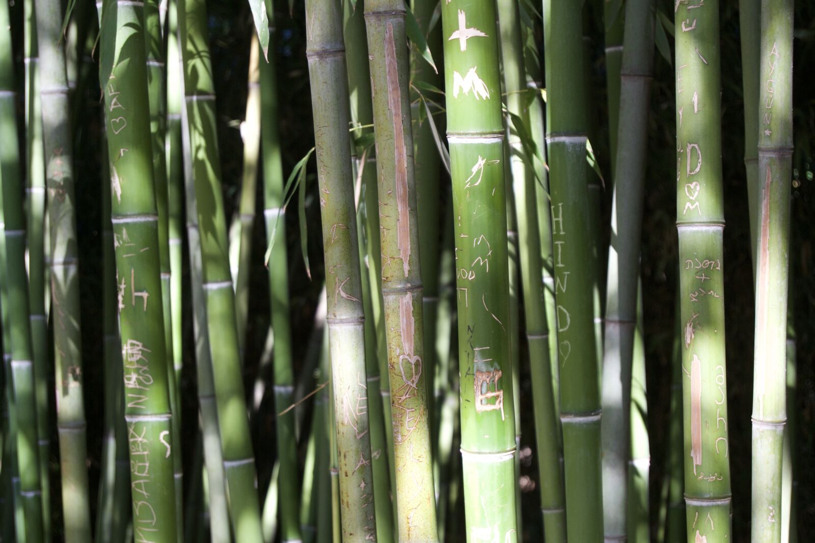 Nikon D3100 sample photo. Tbilisi, botanical garden, engraved photography
