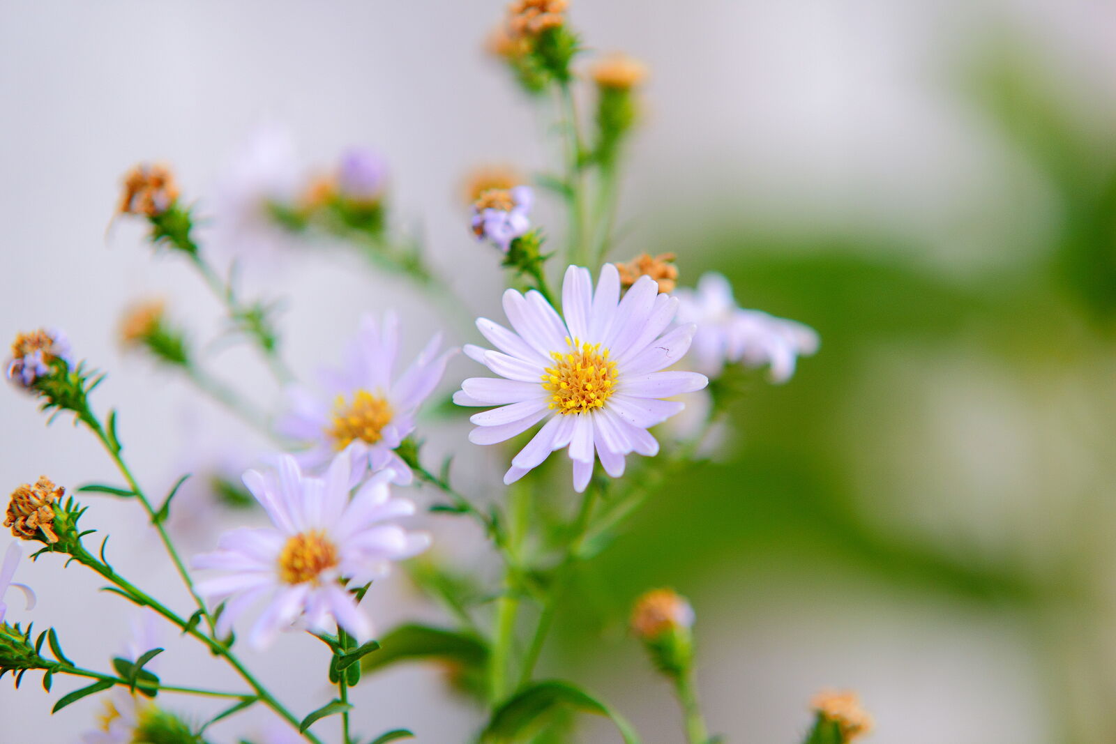 Canon EOS 60D sample photo. Flowers, garden, petals, blur photography