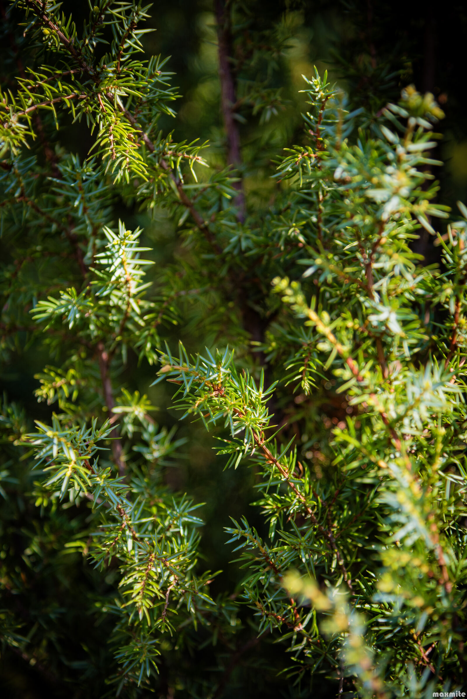 Nikon D750 sample photo