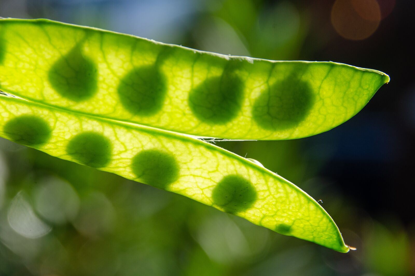 Nikon D7000 sample photo. Pea, pod, peas photography